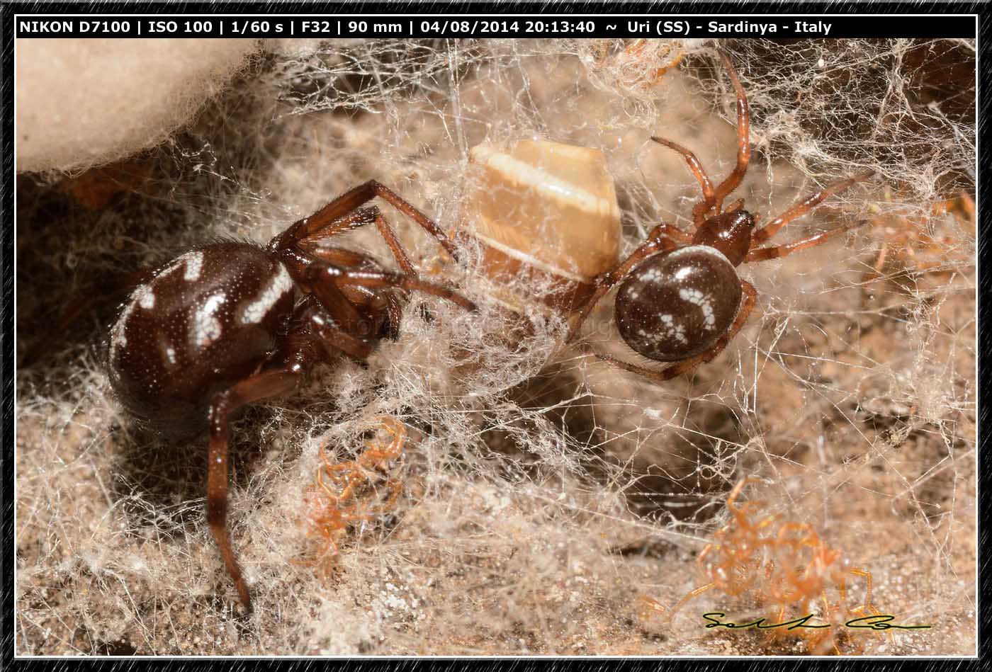 Steatoda grossa (C. L. Koch, 1838)